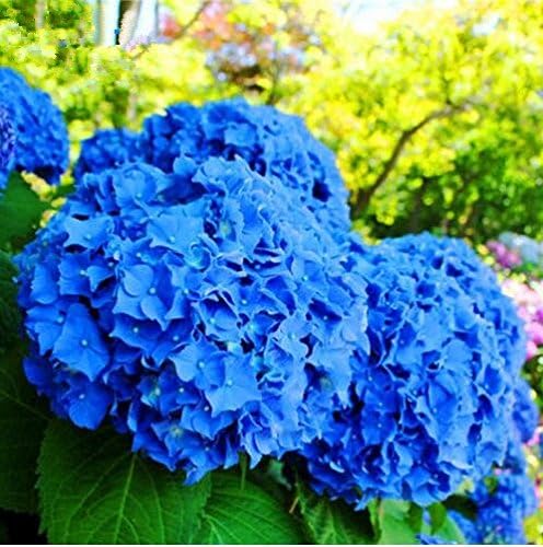 20 pcs hydrangea seed, Flower Seeds Hydrangea, Garden Flowers Seeds Outdoor Plant for Home & Garden Natural Growth for Garden Planting