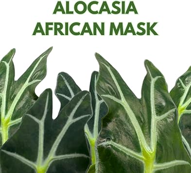BubbleBlooms Alocasia African mask, 4 inch amazonica Polly