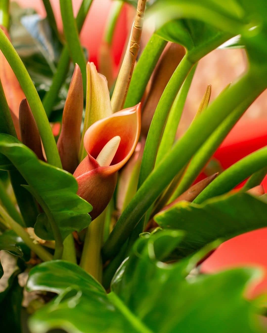 philodendron green splash Philodendron - Cream Splash - Variegated
