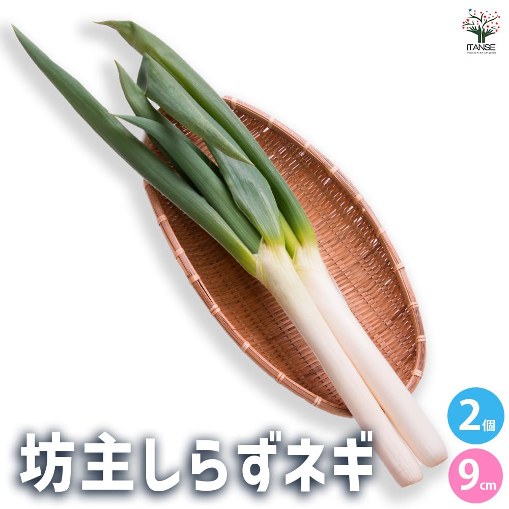 Amazon.co.jp: ITANSE 坊主しらずネギ 9cm 2個セット【品種で