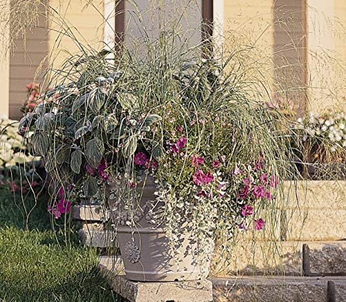 Outsidepride 500 Seeds Perennial Eragrostis Elliotii Blue Eros Ornamental Love Grass Seed for Planting Outsidepride 500 Seeds Perennial Eragrostis Elliotii Blue Eros Ornamental Love Grass Seed for Planting