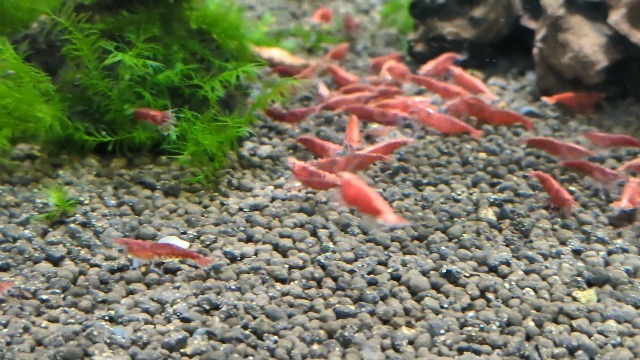 Amazon | AtWell【水槽の中で燃える火】 極火蝦（レッドファイアー