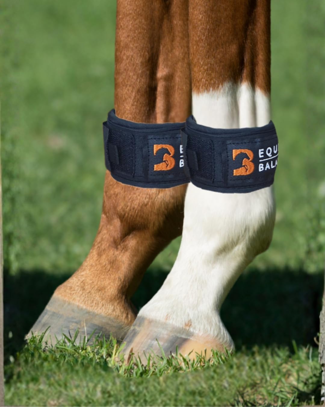 Magnetic Leg Bands for Horses. Equine Balance Magnetic Therapy Pastern Wraps for Horses and Ponies. Neodymium magnets for hoof, fetlock, knee and hock (Standard) - 1