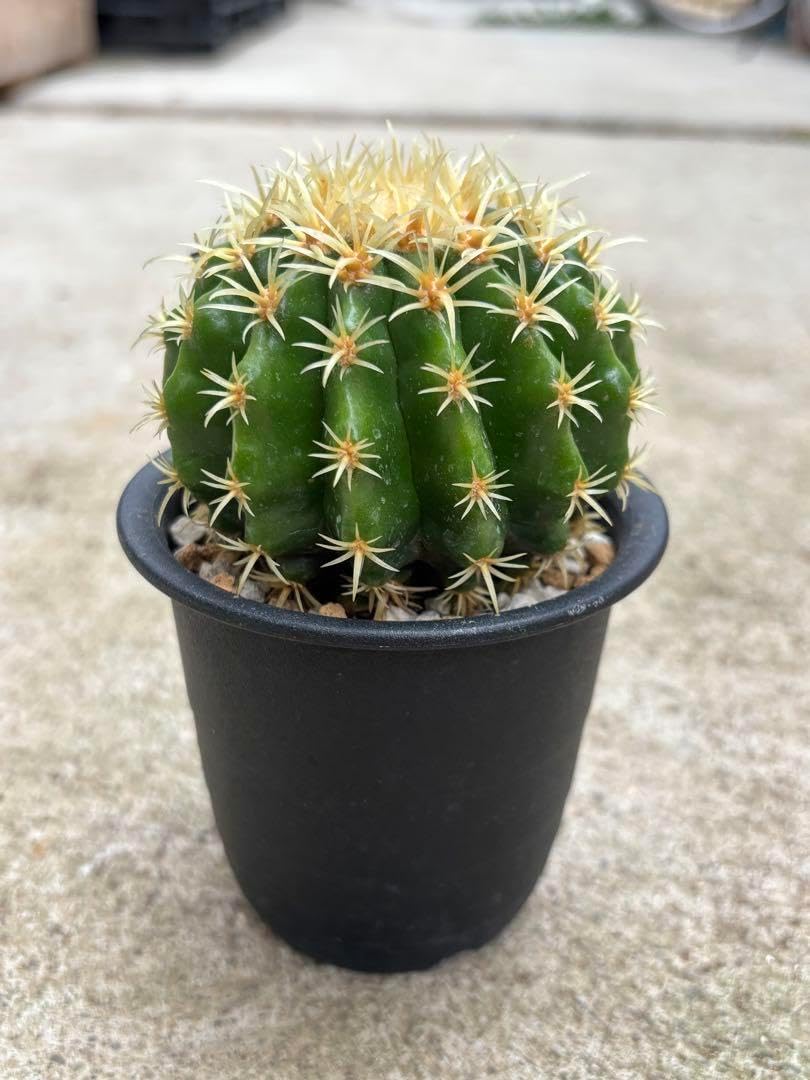 プラチナ金鯱 (抜き苗発送) 人気 プラチナ金鯱の植え替えとラベルの プラチナ金鯱 (抜き苗発送) 人気 プラチナ金鯱の植え替えとラベルの