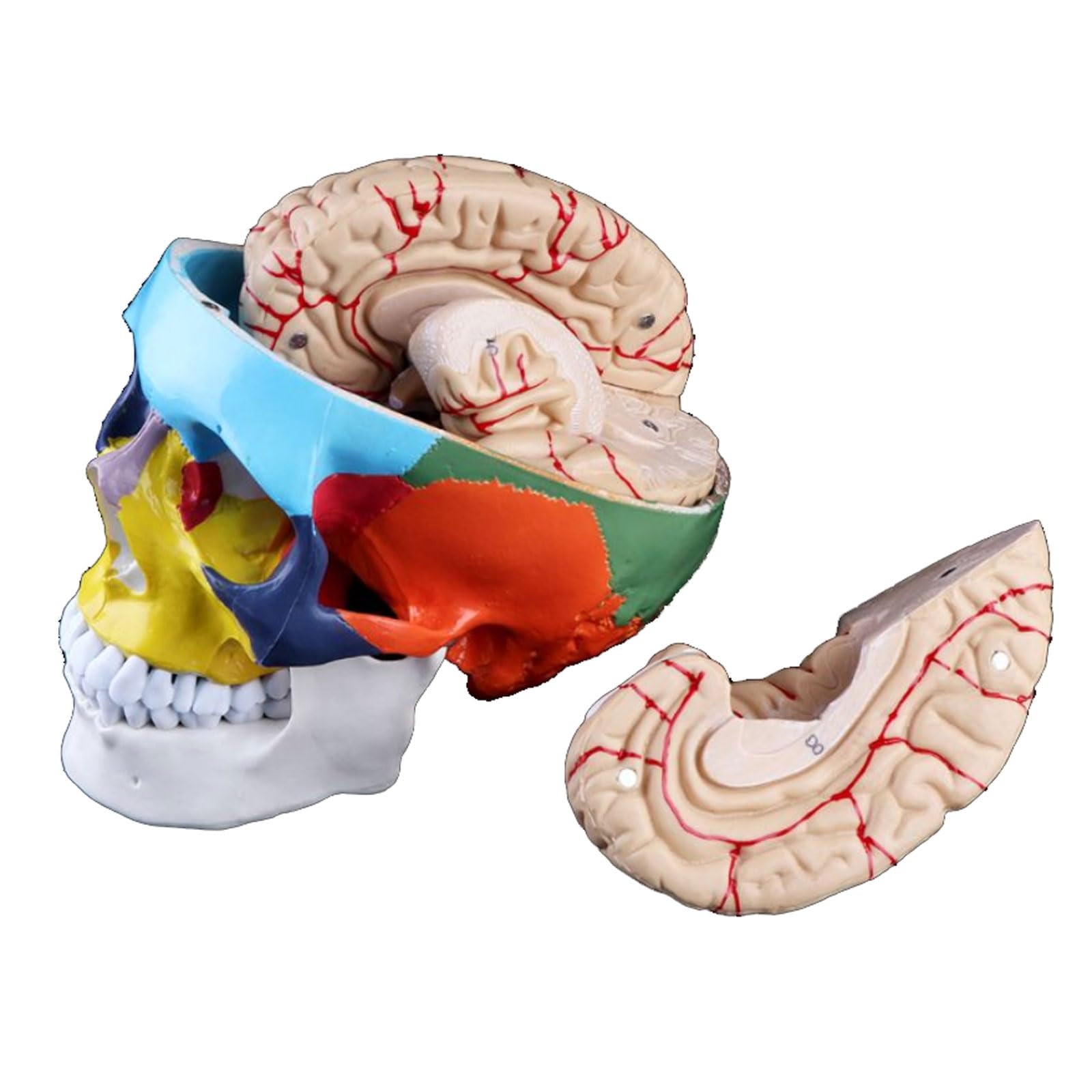 GTHTUHFD Classroom Study 1Pcs Colorful Human Adult Model With Brain Stem Anatomy Medical For School Science Education Anatomy Teaching Tool