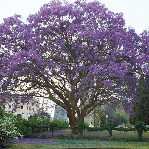 Garten-Schlüter Klimawandelbaum Blauglockenbaum - Paulownia tomentosa Schnellwachsender Zierbaum mit imposanten Blütenrispen in Violettblau - bindet viel CO (3 Liter Topf 20-50 cm)