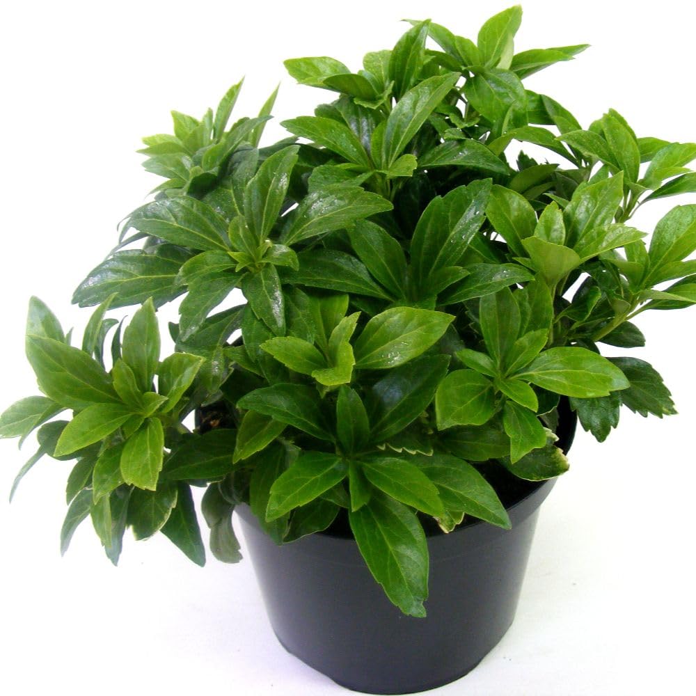 Pachysandra terminalis 'Green Carpet' is an Evergreen Ground Cover with Glossy Leaves and White Flowers, Perfect for Shaded Areas and Low-Maintenance Gardens. 2 x 9cm Pots by Thompson and Morgan