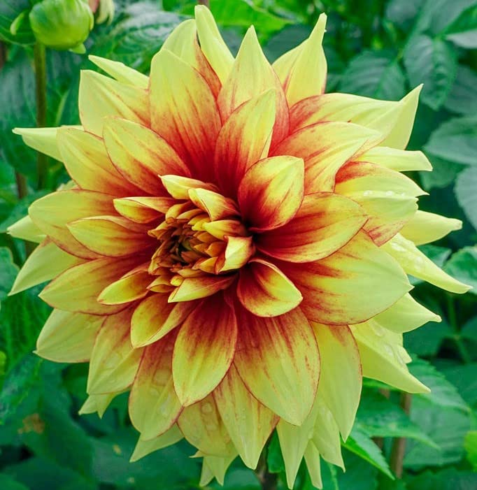 Giant Flowering Dinnerplate Dazzling Sun Dahlia Root, Bulb