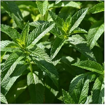 PREMIER SEEDS DIRECT - HERB - Spearmint - Mentha SPICATA - 4000 Seeds