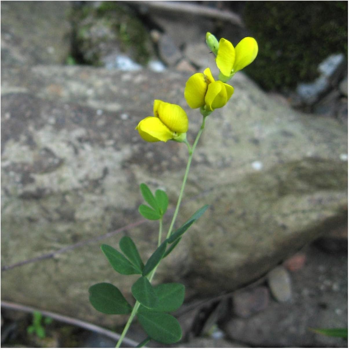 Everwilde Farms - 1/4 Lb Yellow Wild Indigo Native Wildflower Seeds - Gold Vault