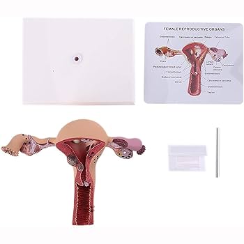 1、医療用 模型 子宮 解剖学的女性生殖器模型 木製ケース入り 送料込みで発送 Amazon.co.jp: 子宮のモデル - 女性の生殖器系の解剖学的モデル