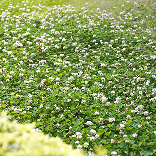 Outsidepride White Dutch Clover Seed For Erosion Control, Ground Cover, Lawn Alternative, Pasture, Forage, & More - 1 Lb #TOP5