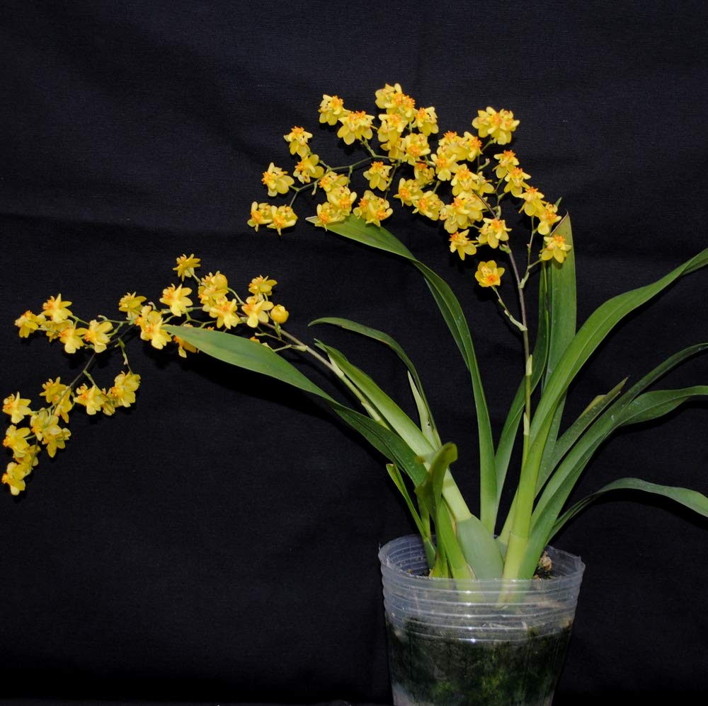 ROYAL LAND Oncidium Orchid Plant Yellow Dancing Lady 1 Healthy Live Plant on Pot (B083JK3V9C) Amazon Price History, Amazon Price Tracker