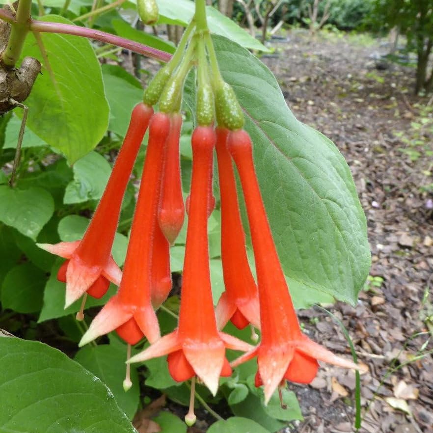 Plant World Seeds - Fuchsia Vulcanica Seeds (Exotic Tree & Shrub Seeds)
