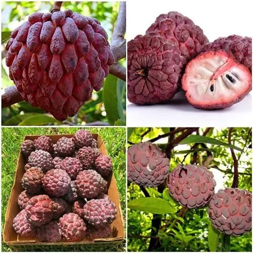 50Pcs red Custard Apple Fruit Seeds