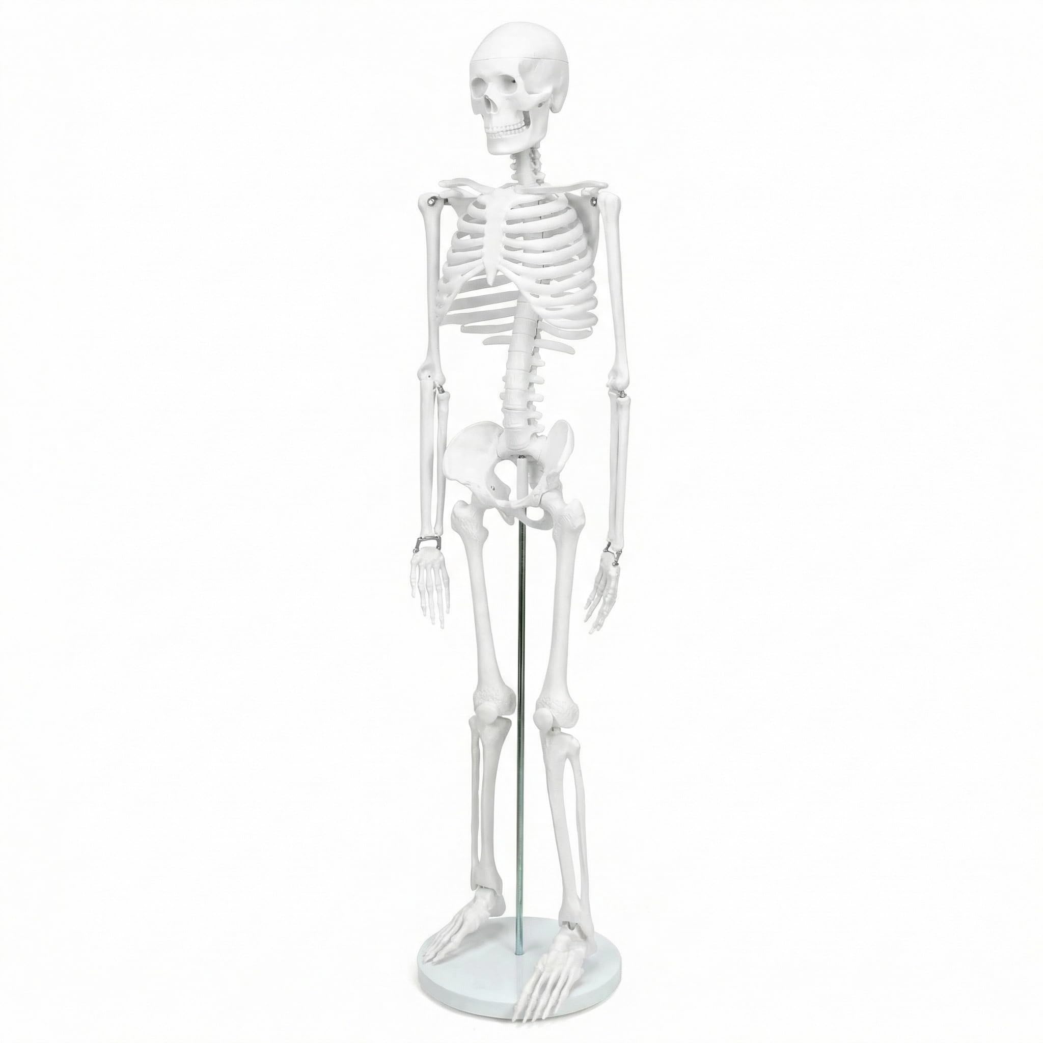 QWORK® Modello Anatomico Scheletro Umano, 85 cm, Flessibile, Per Strumento di Visualizzazione dell'Insegnamento