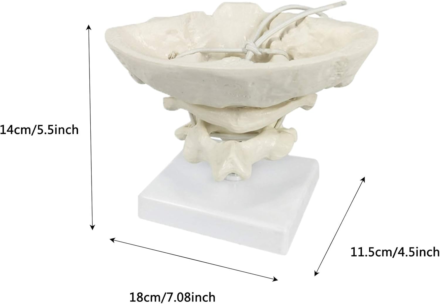Educational Model Occiput Model - Human Cervical Spine Model Occipital Bone Model PVC Material Atlas and Axis with Occipital Bone Model for Medical Teaching Training Aid,A