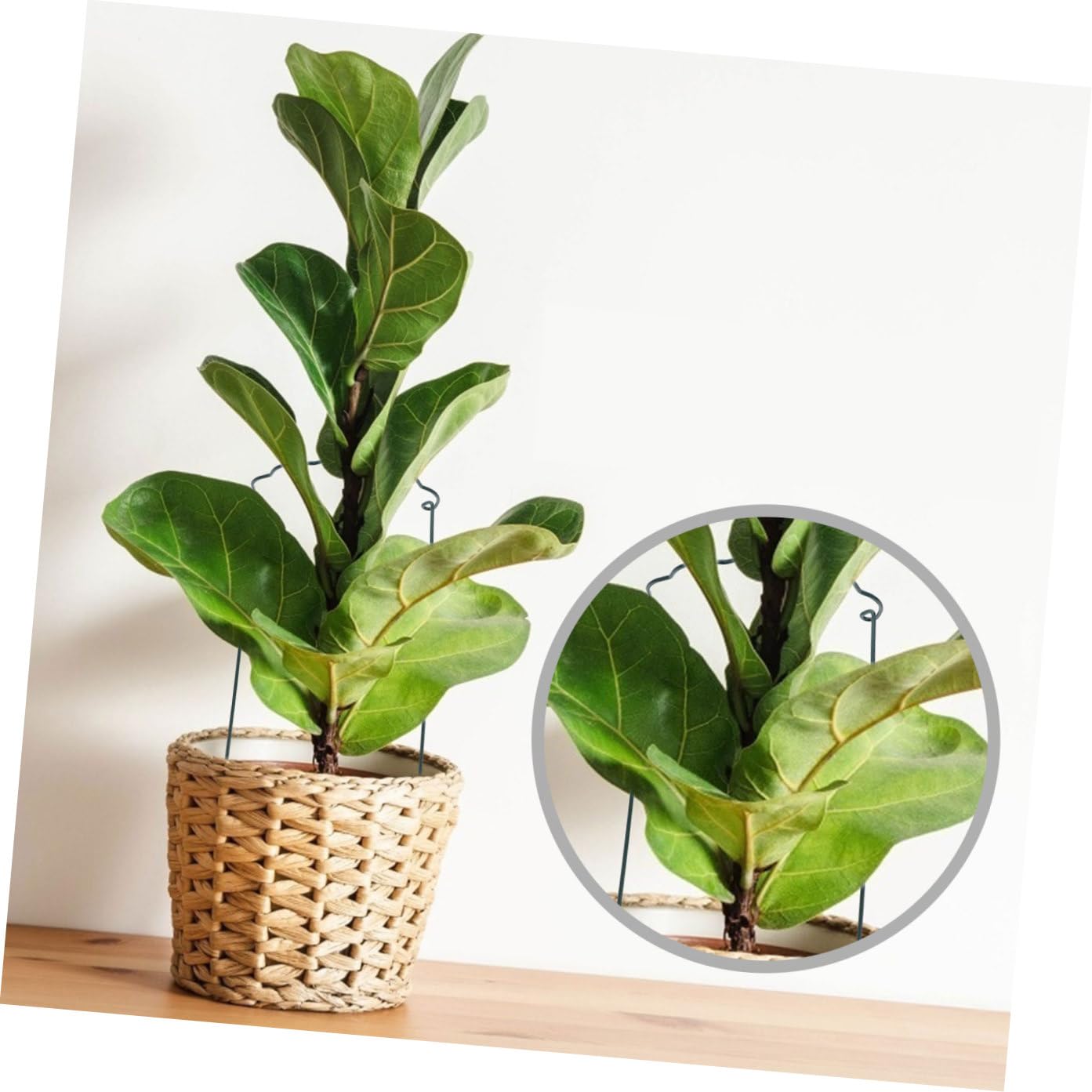 6 Tuteurs Verts en Fer pour Plantes en Pot, Support Pratique pour Fleurs et Feuilles, Évite L’enchevêtrement, Jardin