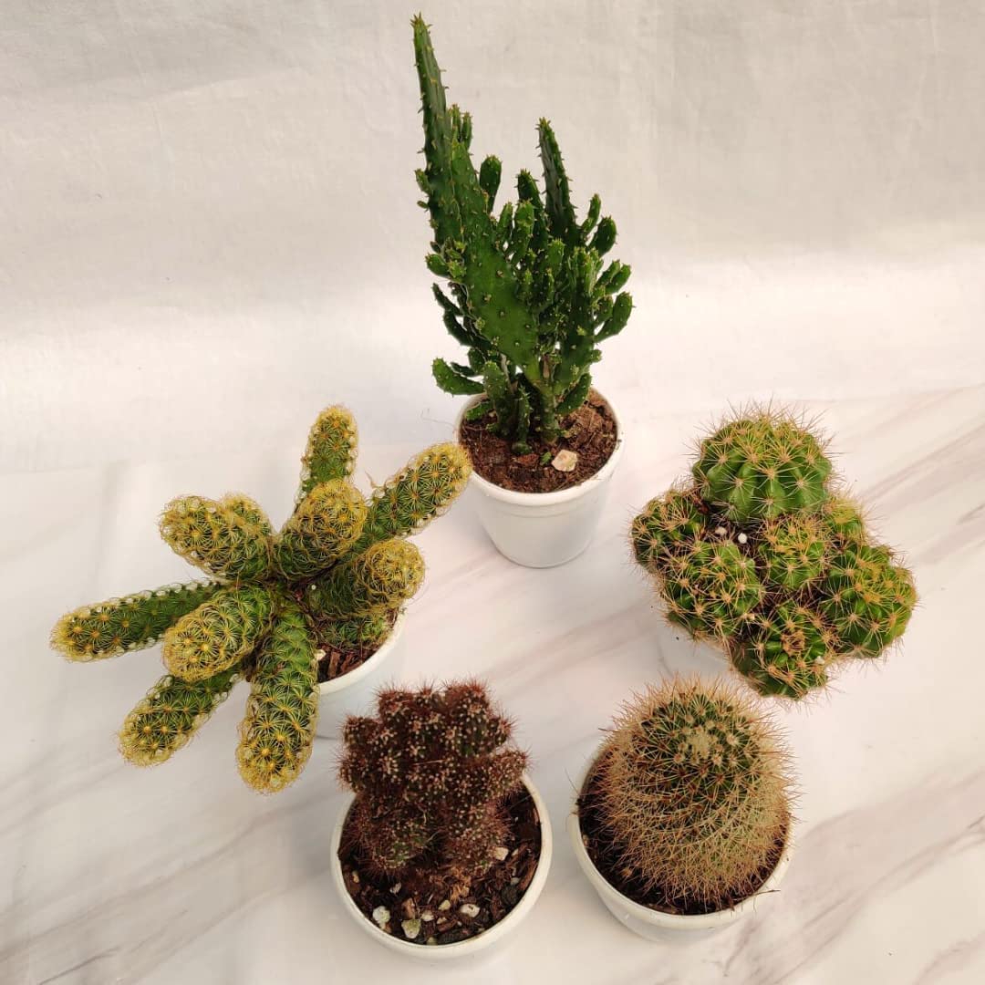 CAPPL Low Maintenance Live Non-Grafted Cactus Indoor Plant (Any 5 Cactus Plant) (B0BPHRHKRM) Amazon Price History, Amazon Price Tracker