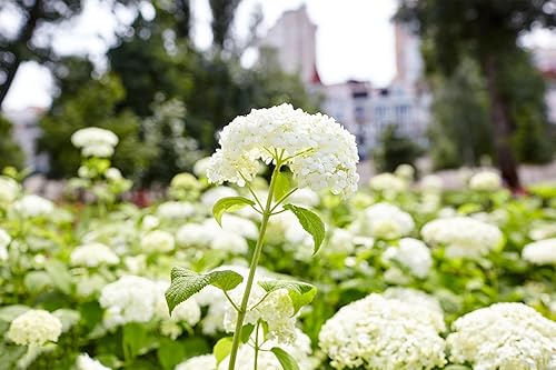 Miniatura 8 de Más de 100 semillas de hortensias mixtas para plantar hortensias macrophylla hortensia gigante de bola de nieve arbusto de crecimiento rápido,