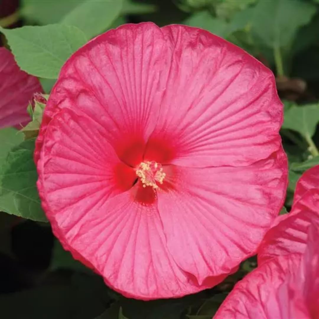 Hibiscus Plants, Hibiscus Tree Live Plant, A Clump of Hibiscus Plant Live