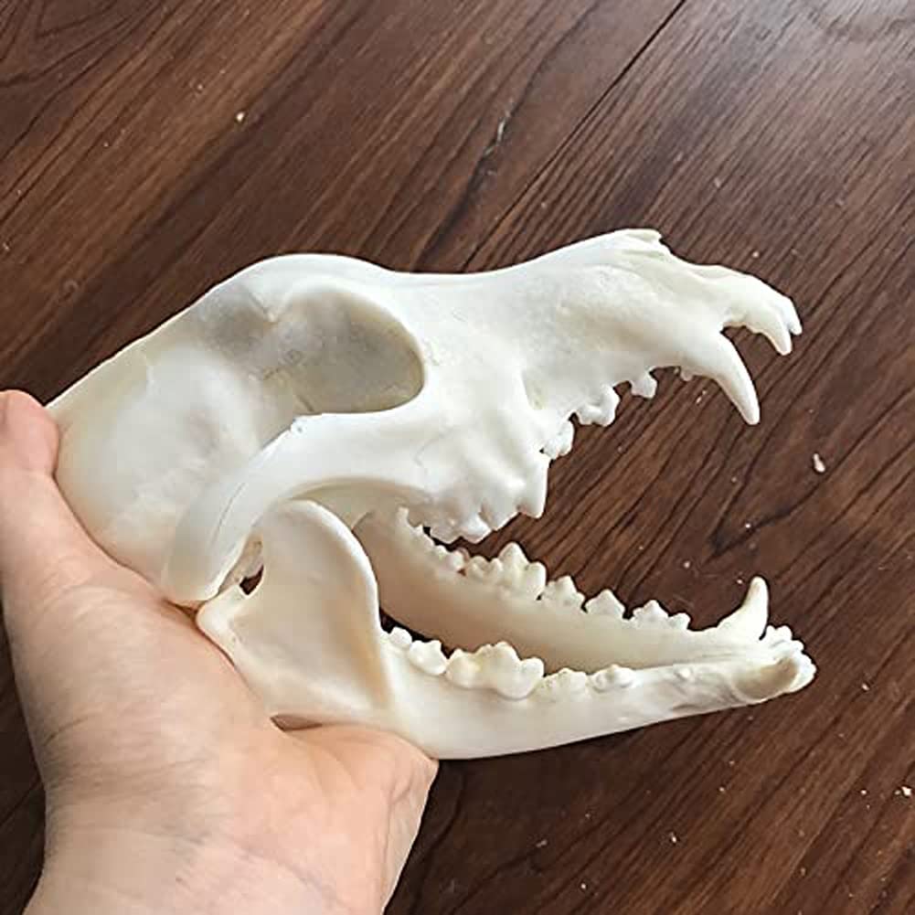 Reale animale Cranio di cane/Castoro/Volpe/Procione/Gatto/Topo muschiato/Visone/Coniglio Cranio Esemplari per la decorazione domestica da collezione Studio(Dog)