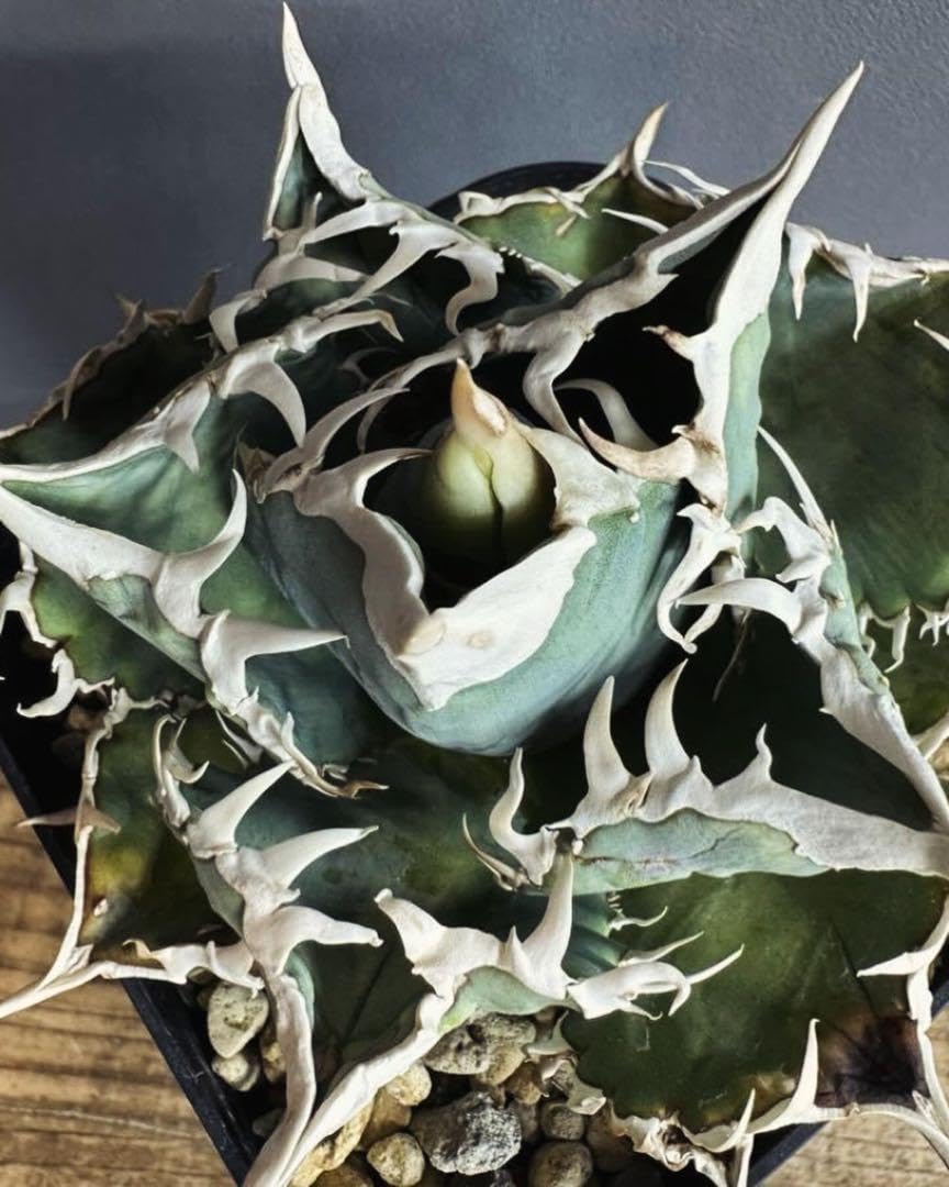 アガベチタノタ大白鯊 ホオジロザメ子株