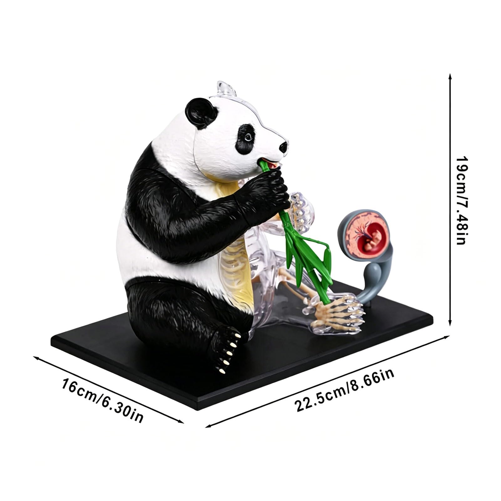 Detailliertes medizinisches Panda Anatomiemodell, Körperstruktur Dissektionsmodell Set für Schüler, Lehrer und Biologie Enthusiasten, Panda Anatomie