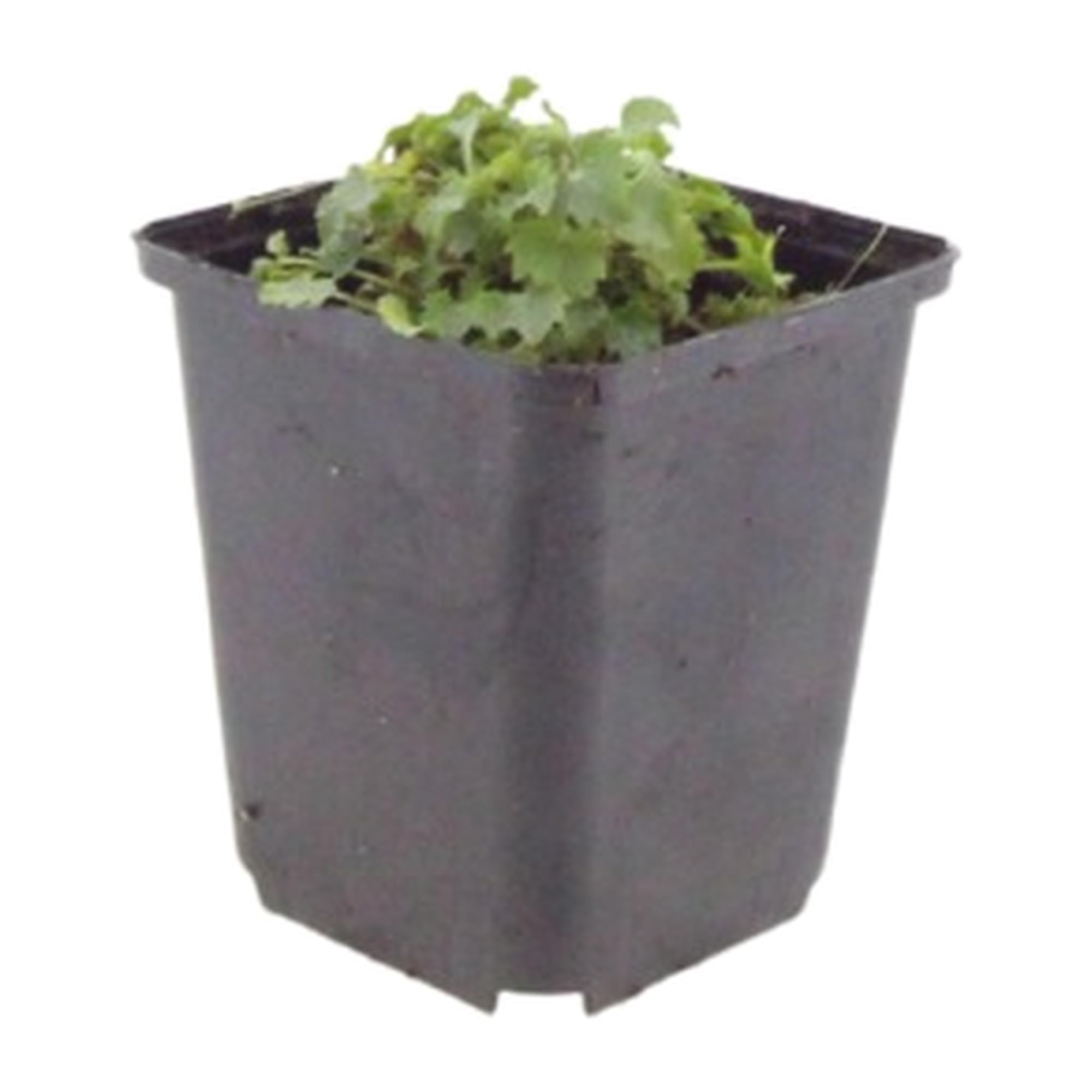 Campanula Portenschlagiana Perenne, da Giardino, Viola, Set 60 Vaso 9cm