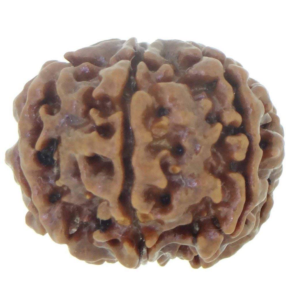 Arihant Gems and Jewels® 6 Mukhi Nepali Rudraksha | Natural, Certified, Astrological | Unisex for Men & Women 1