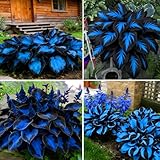 Mixrug Hosta Seeds for Planting, 290+pcs Rare Perennial Hosta Flower Seeds Plants, Non-GMO Heirloom Long...