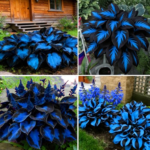 Mixrug Hosta Seeds for Planting 295+pcs