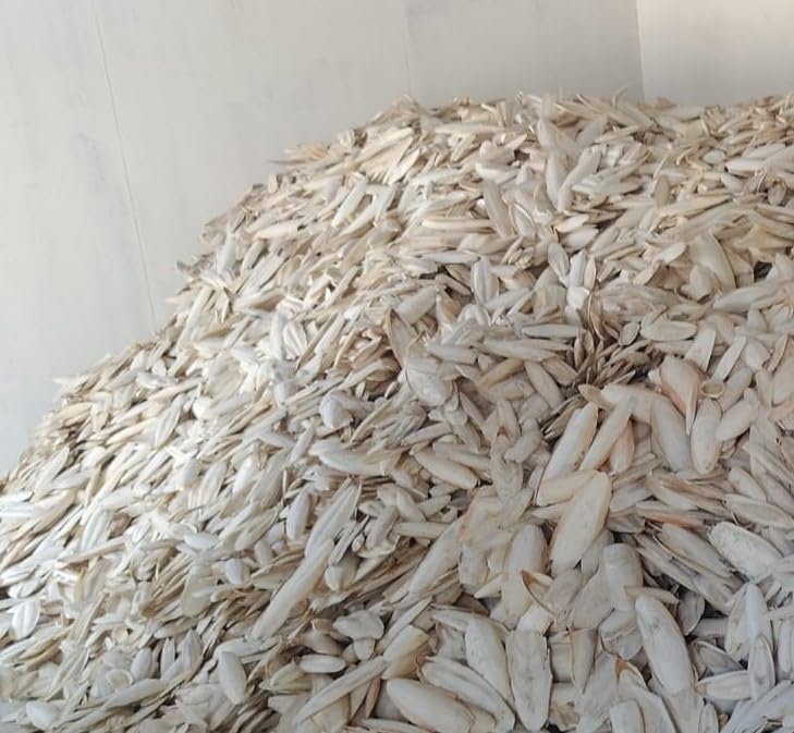 1 kg CUTTLEBONE Bones for Birds Birds Budgies Finches Best Calcium Supplement for Birds (1 kg Cuttlefish Bones) (B0CXTQ4CKT) Amazon Price History, Amazon Price Tracker