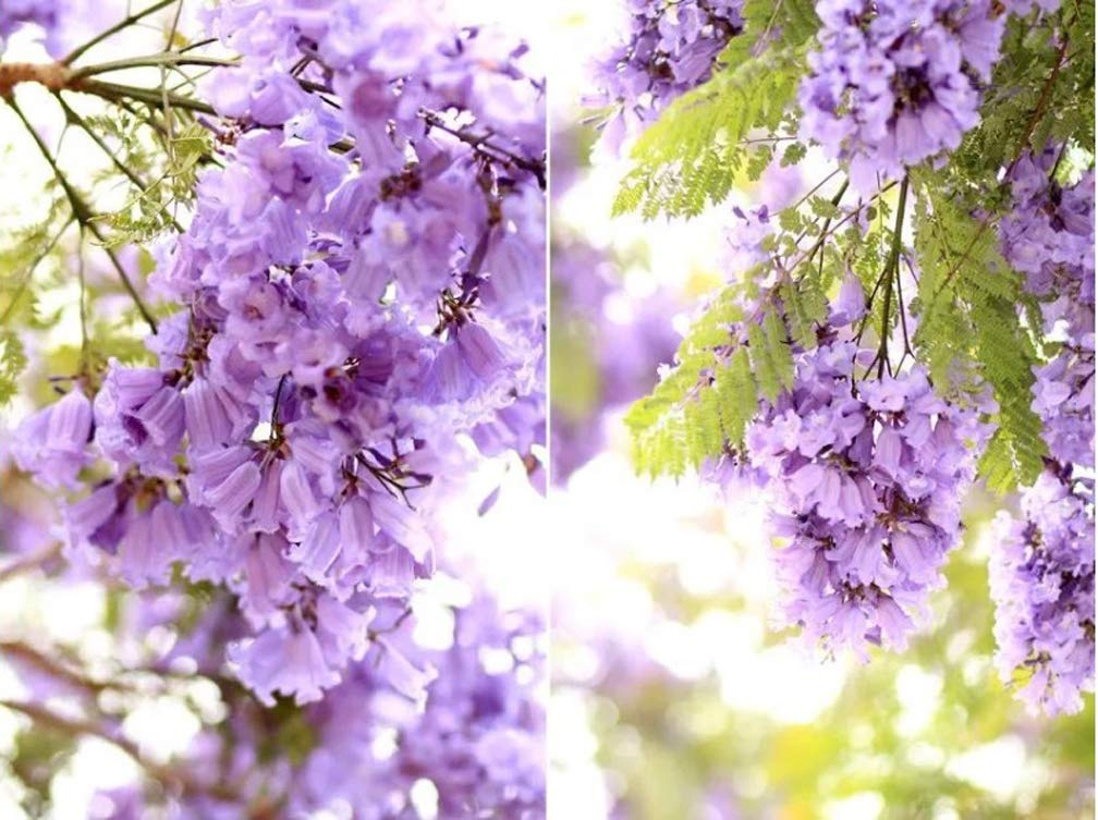 Jacaranda Tree Seeds 20 Seeds Jacaranda Mimosifolia Blue Purple Flower