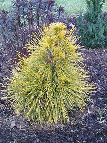 Moseri Dwarf Winter Gold Austrian Pine - 1 Year Live Plant