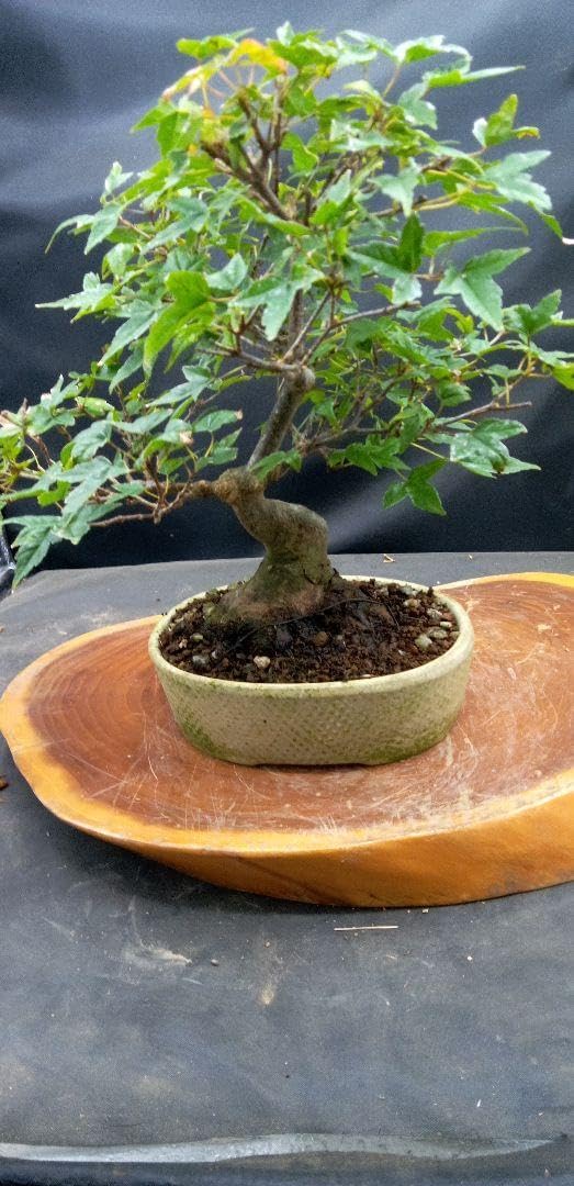 小品盆栽楓 希少】楓 かえで カエデ 楓盆栽 かえで盆栽 ミニ盆栽 紅葉