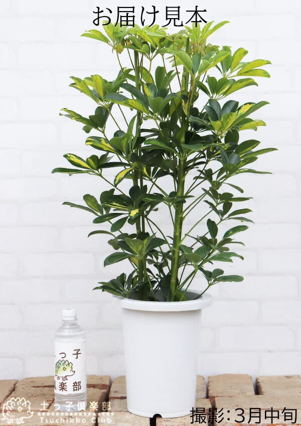 Amazon.co.jp: 土っ子倶楽部 斑入り ホンコン カポック （シェフレラ