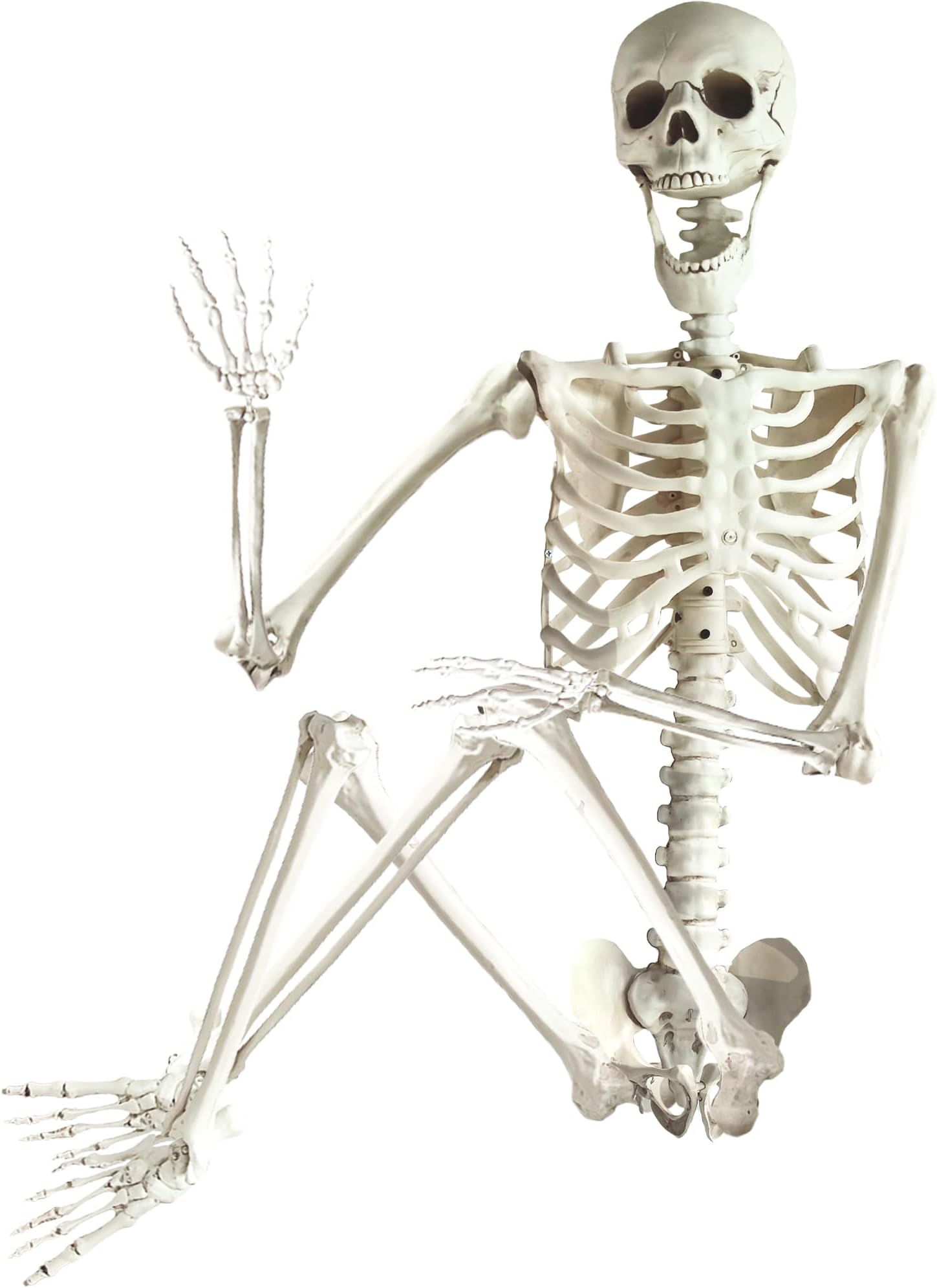 ArtCreativity 6ft Halloween Skeleton Decor - Life Size Skeleton for Indoor and Outdoor Decorations - Fully Articulated Posable Skeleton - Decoration for Halloween, Day of The Dead, Biology Lab