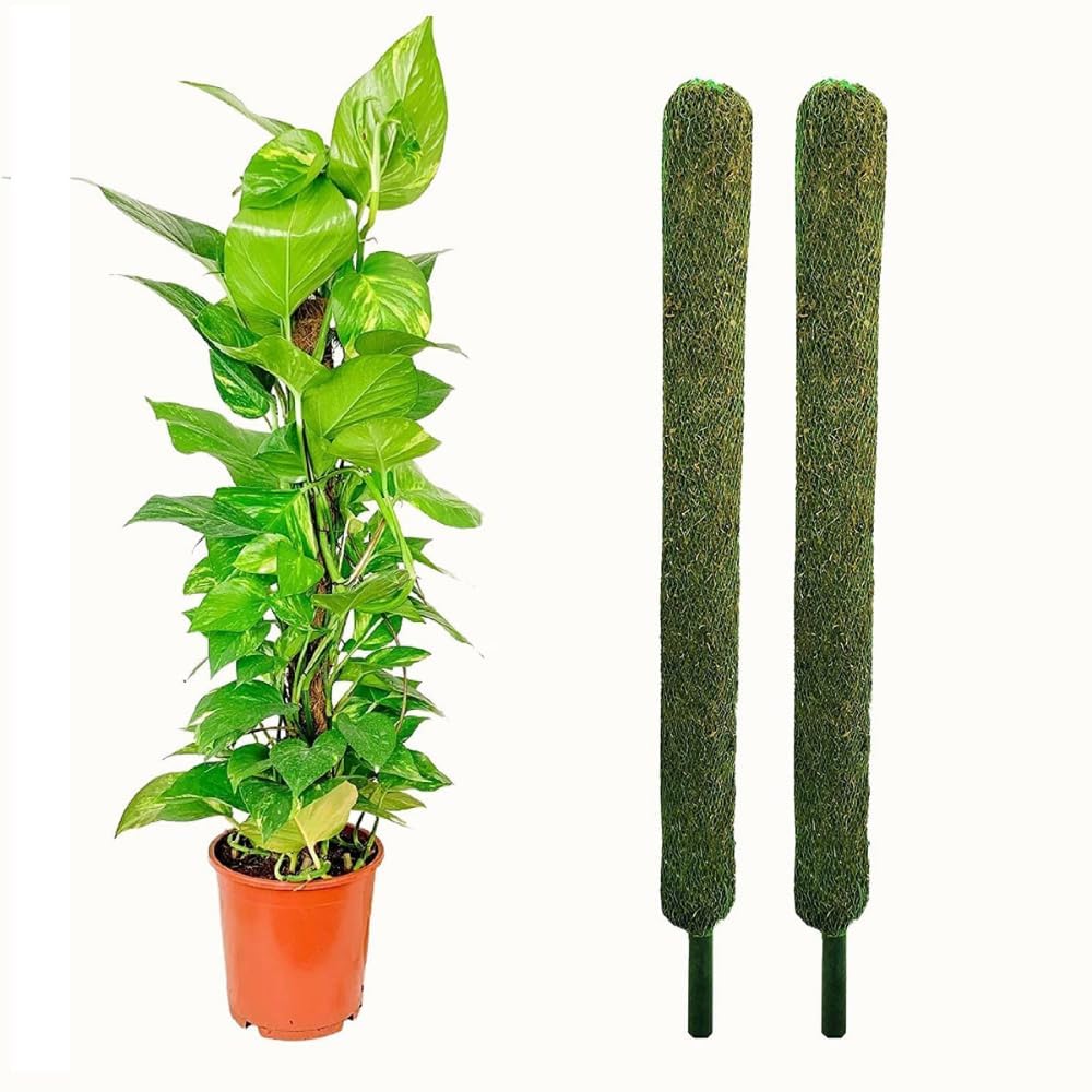 JKT Farming Plant Support Moss Stick- Green Grass Pole for Plants Support, Support Stick for Money Plant, Climbing Indoor Plants(3 ft, Set of 2)-image-10