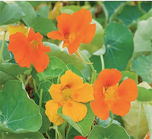 Miniatura 5 de Semillas de capuchina trepadora roja y amarilla - 60 semillas