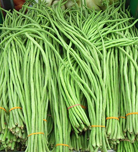 Yardlong Bean 100 Seeds
