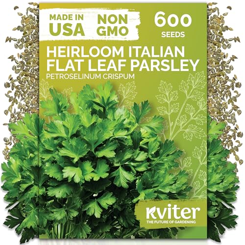 KVITER 600 Flat Leaf Italian Parsley Seeds (Petroselinum crispum) - Flavorful Classic Flat Leaf Parsley Seed Packets - Non GMO & Heirloom Seeds for Planting in Kitchen Herb Garden Containers & Beds