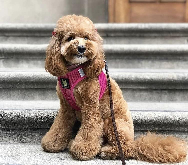 Miniatura 5 de EcoBark - Arnés de cierre rápido, de doble acolchado, totalmente ajustable, súper cómodo, para perros (XL, rosa)