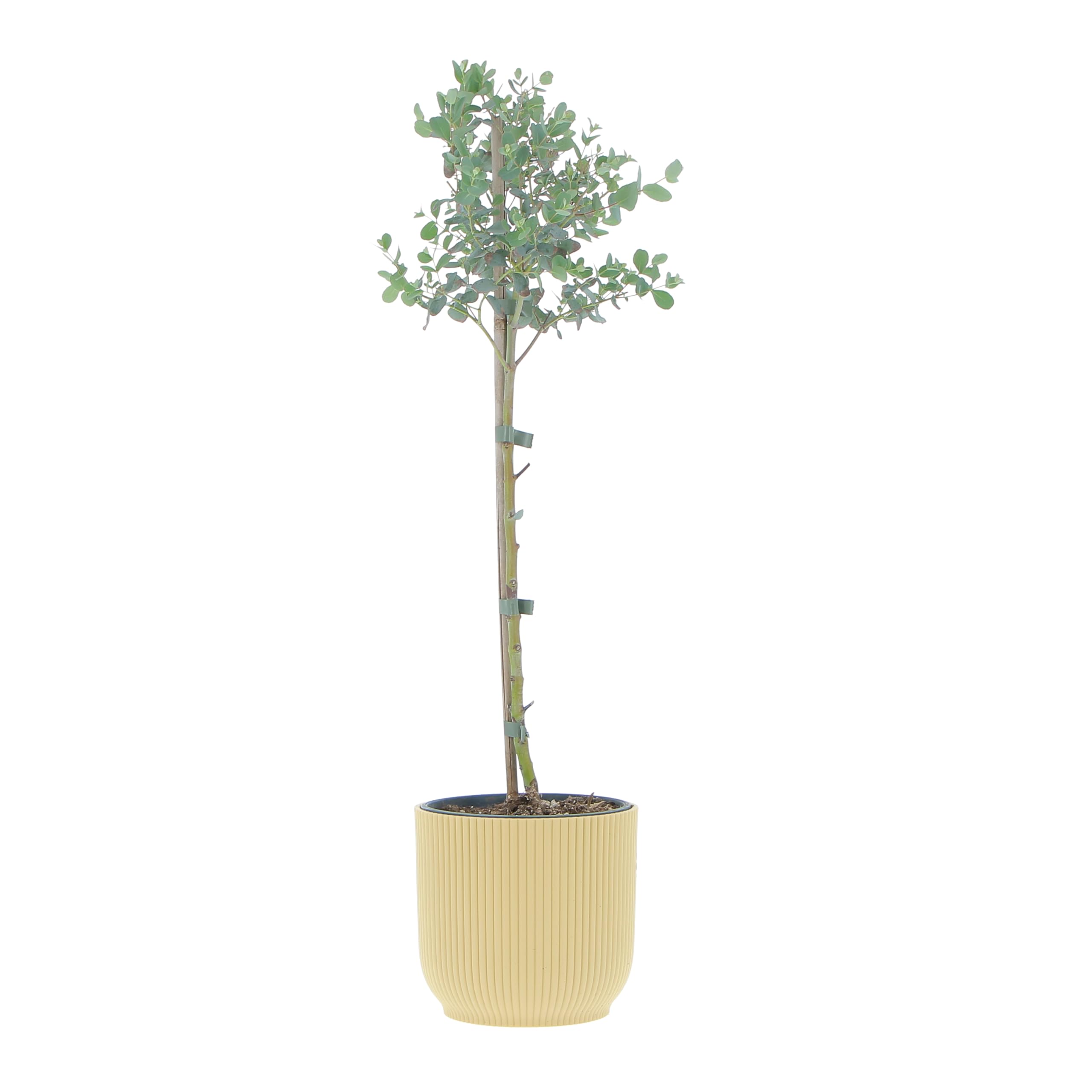 KENTIS - Eucalyptus Gunnii - Alberello Eucalipto - Piante Vere da Esterno Resistenti - Pianta da Giardino Antizanzara - H 40-50 cm Vaso Ø 15 cm