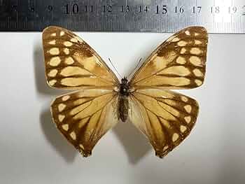 Amazon.co.jp: エガーモルフォ 蝶 標本 : 文房具・オフィス用品