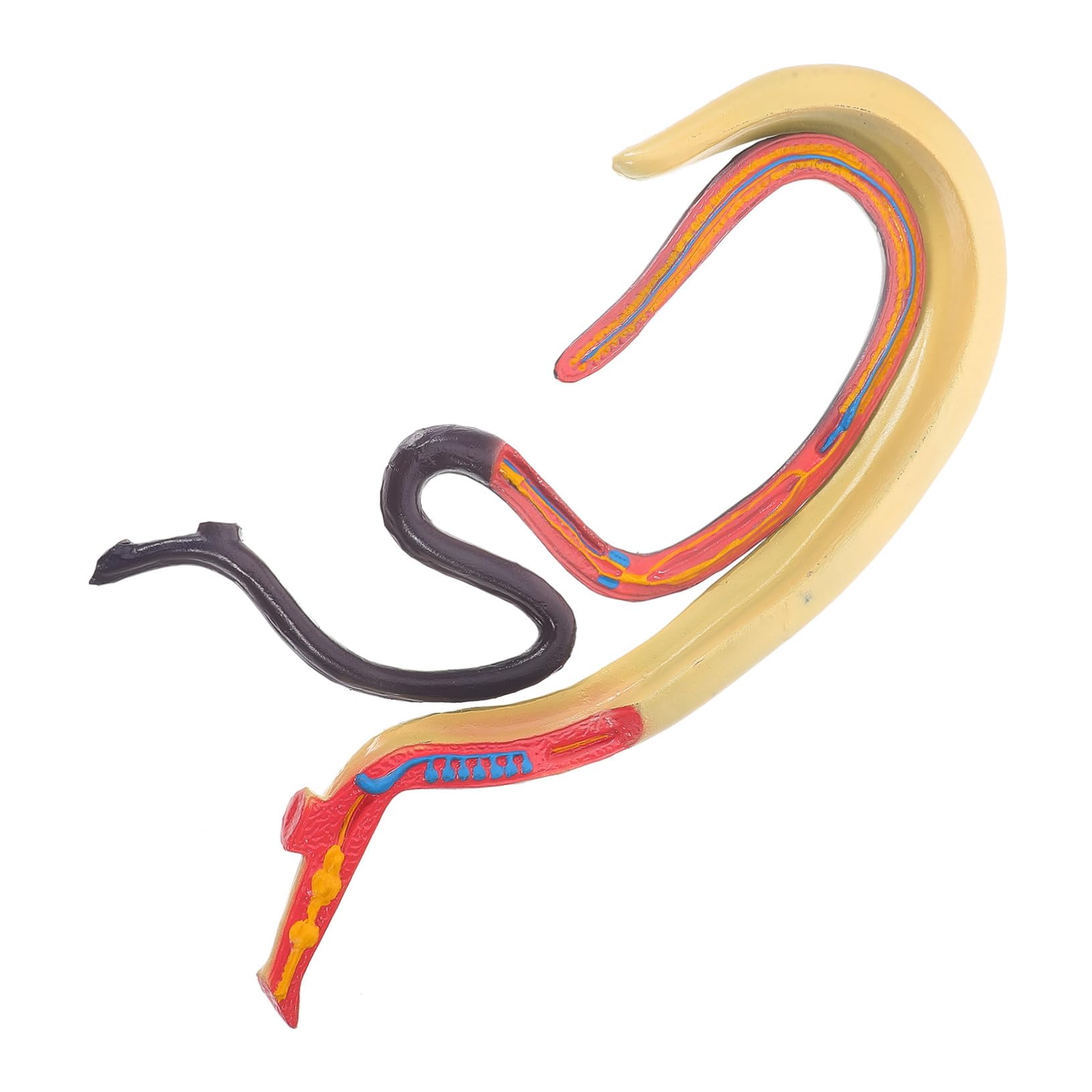 Modèle Anatomique de Schistosome Détachable Affichage Facile en Plastique pour Enseignement en Biologie pour Cours et Expositions Scientifiques