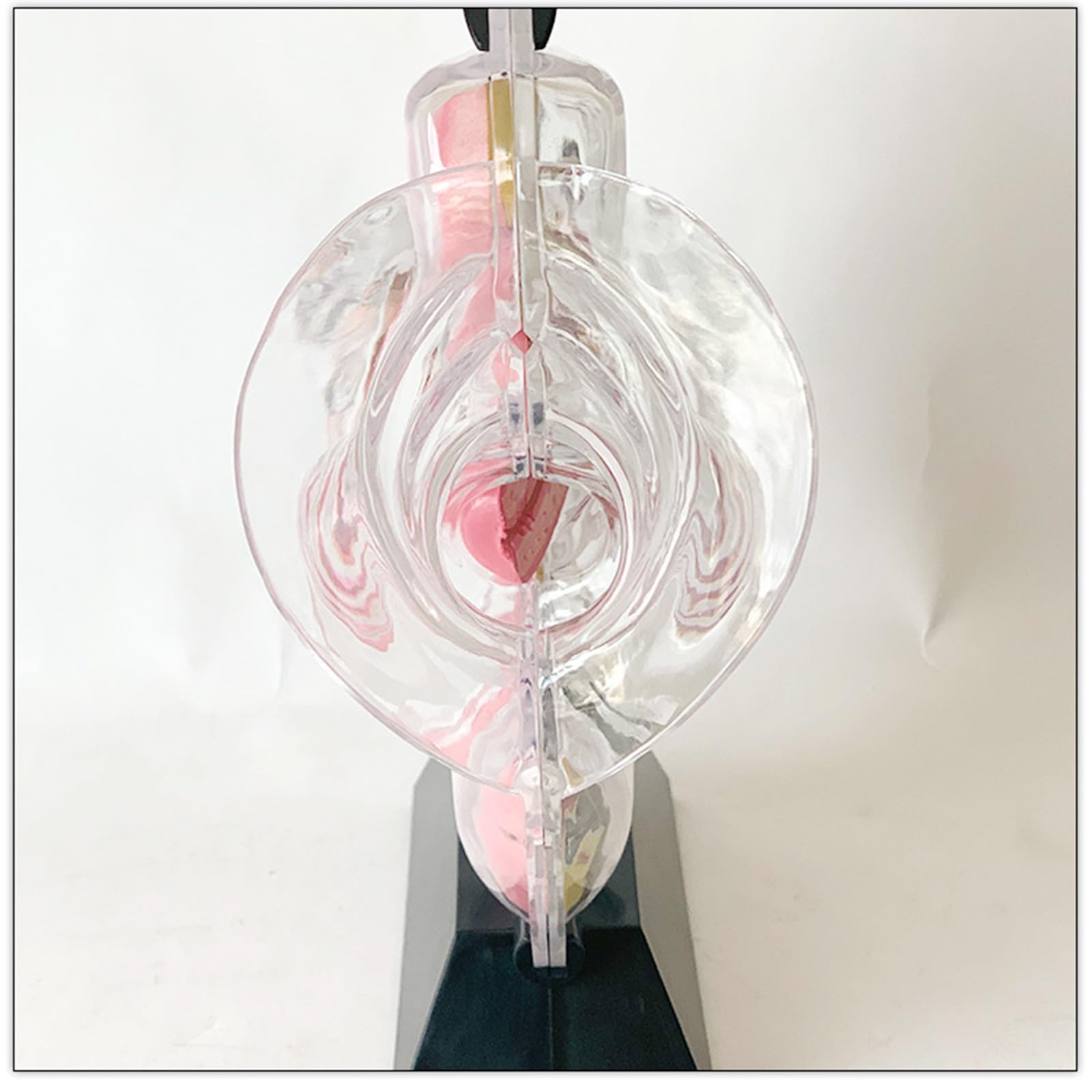 Transparentes Gebärmuttermodell, Modell des weiblichen Fortpflanzungssystems, abnehmbares anatomisches Beckenmodell for den Unterricht in Menstruationstassen(Black)