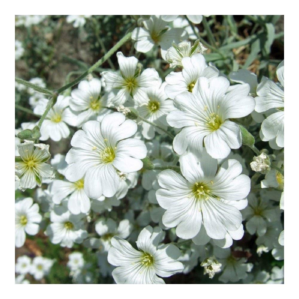 PREMIER SEEDS DIRECT - Cerastium Tomentosum Seeds - Snow in Summer (15,000 Seeds)