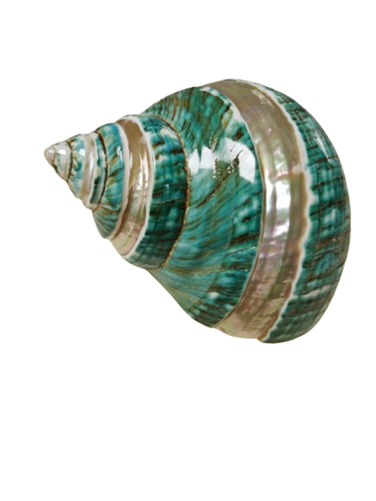 1PC Natural Large Hermit Crab Shells Turbo Shells Jade Green Banded Turbo Shell(3.1Inch ~4Inch),Used as Hermit Crab Replacement Shells, Fish Tank