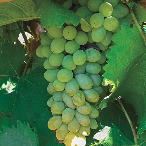 GURNEY'S - Neptune Grape Vine Dormant Bare Root Fruit Plant (1-Pack), Due to State restrictions Can't Ship to CA, ID, OR, or WA